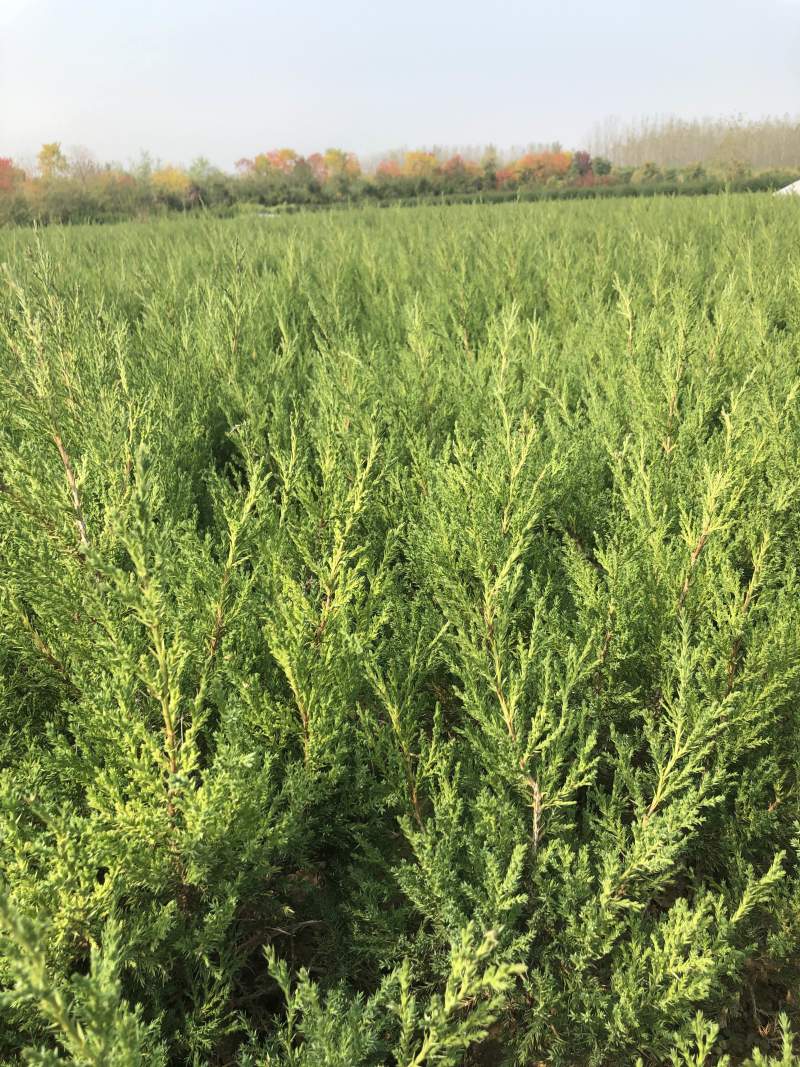 蜀桧冠幅大苗壮适合绿化工程，种植