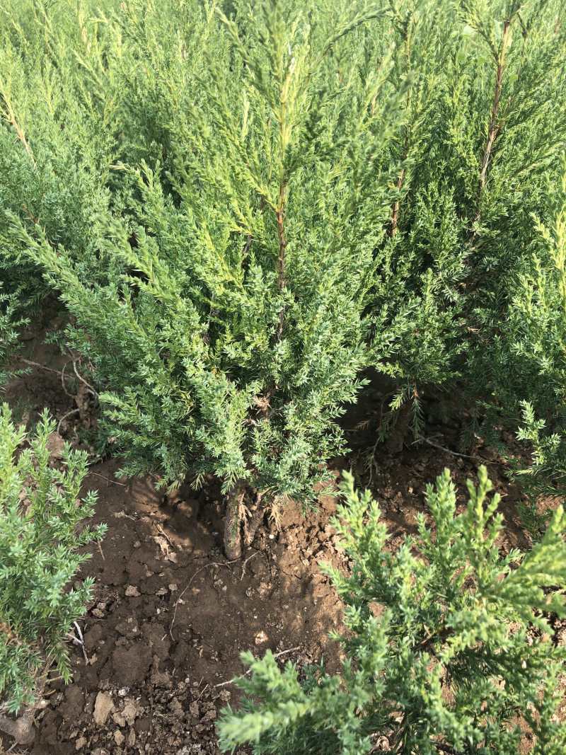 蜀桧冠幅大苗壮适合绿化工程，种植