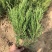 蜀桧冠幅大苗壮适合绿化工程，种植