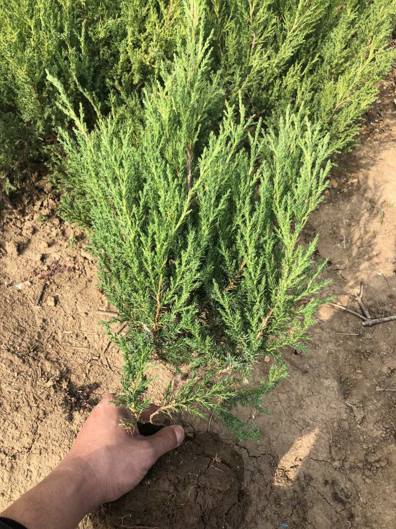 蜀桧冠幅大苗壮适合绿化工程，种植