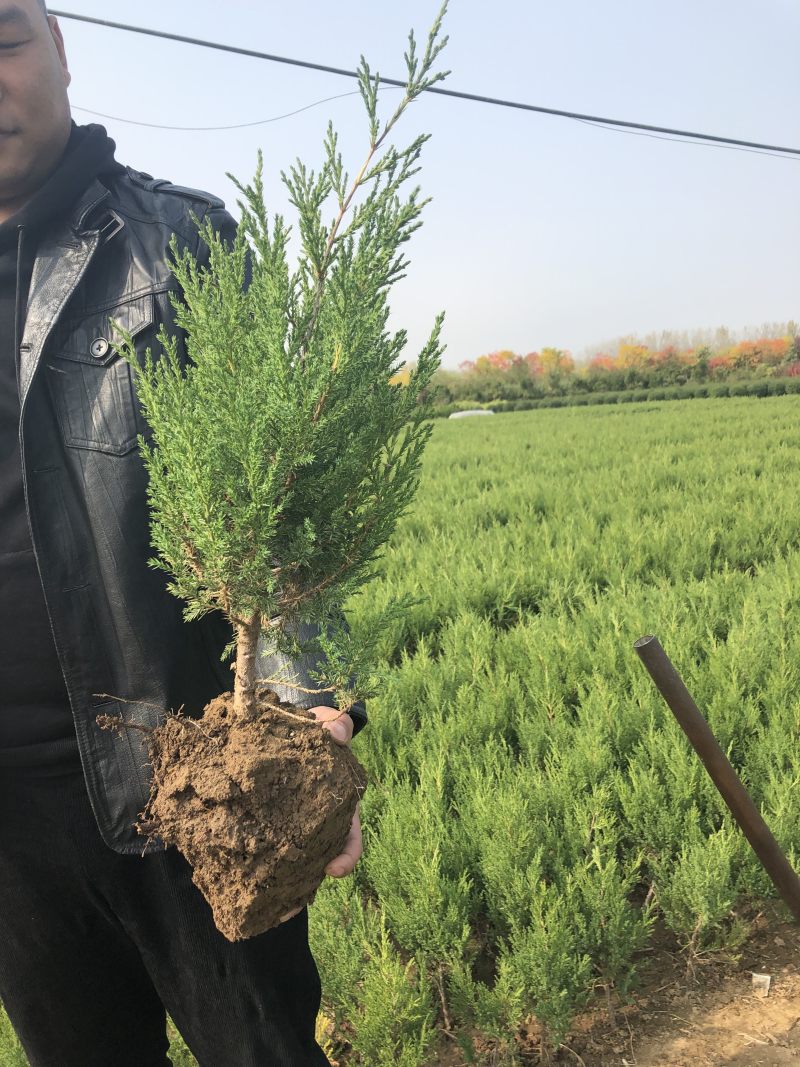 蜀桧冠幅大苗壮适合绿化工程，种植