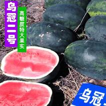 黑皮乌冠二号西瓜种子四季水果春季高产抗病巨型大红甜度高
