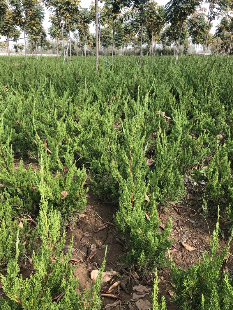 龙柏苗壮冠幅大绿化苗包成活免费提供发票量大从优包装车