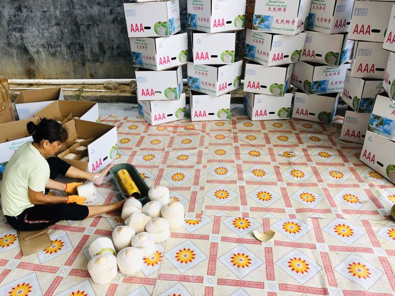 精品厂家直销海南椰子椰青9个装一件代发孕妇小孩适用