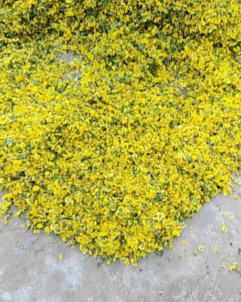 供应野菊花，