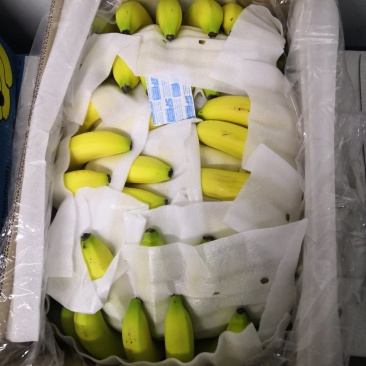 越南蕉，进口蕉，青蕉，熟蕉，水蕉，