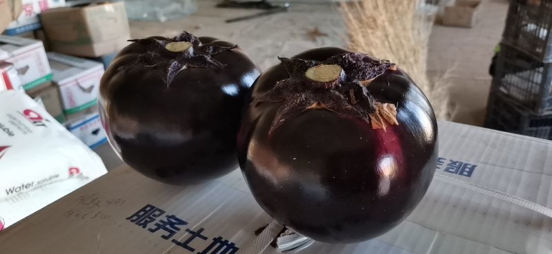 茄子