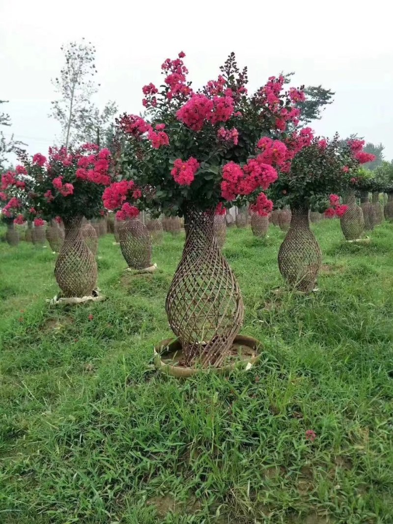 红花紫薇苗苗圃直销美国红火箭红火球百日红编织花篮专用苗