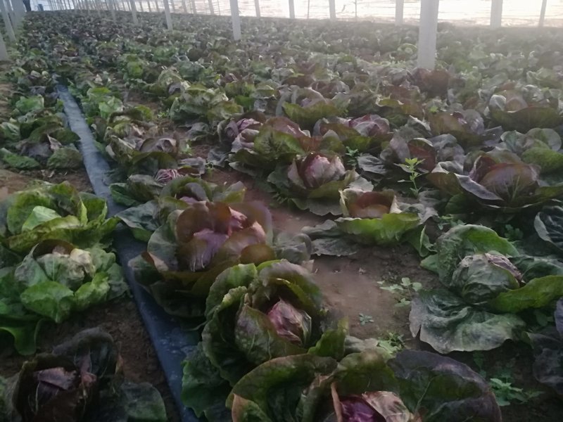 红菊苣红球自有基地日供万斤了对接商超电商一件代发