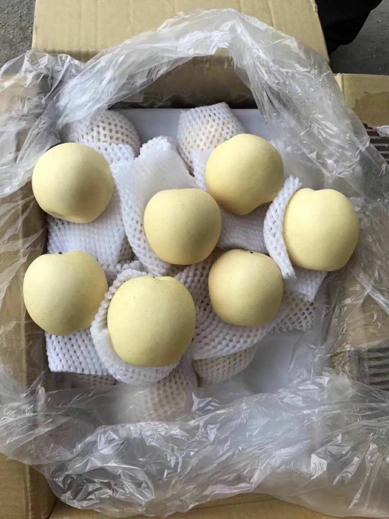 河北皇冠梨，一手货源规格齐全品质保障对接商超批发