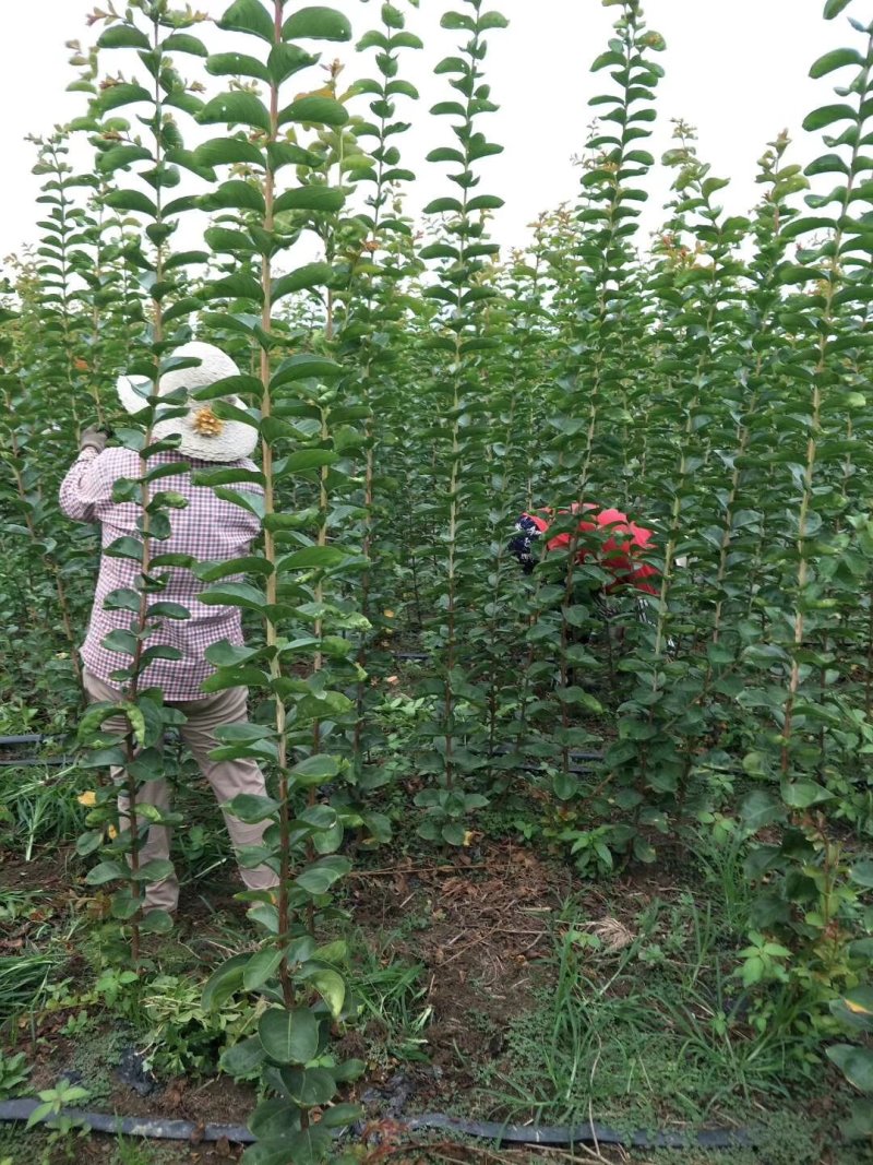 红花紫薇苗苗圃直销美国红火箭红火球百日红编织花篮专用苗