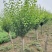 嫁接梅花价格红梅价格骨里红梅价格苗圃供货无中介商