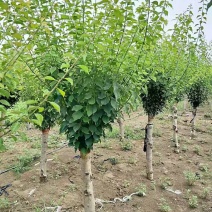 嫁接梅花价格红梅价格骨里红梅价格苗圃供货无中介商