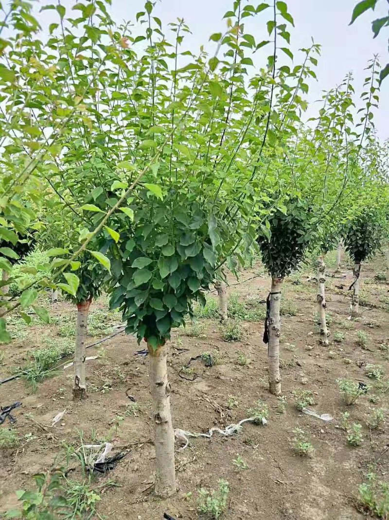 嫁接梅花价格红梅价格骨里红梅价格苗圃供货无中介商