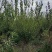 嫁接梅花价格红梅价格骨里红梅价格苗圃供货无中介商