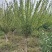 嫁接梅花价格红梅价格骨里红梅价格苗圃供货无中介商