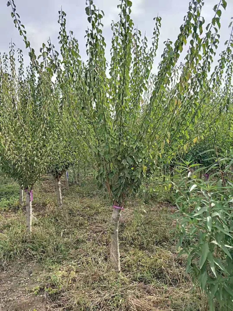 嫁接梅花价格红梅价格骨里红梅价格苗圃供货无中介商