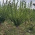 嫁接梅花价格红梅价格骨里红梅价格苗圃供货无中介商