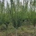 嫁接梅花价格红梅价格骨里红梅价格苗圃供货无中介商