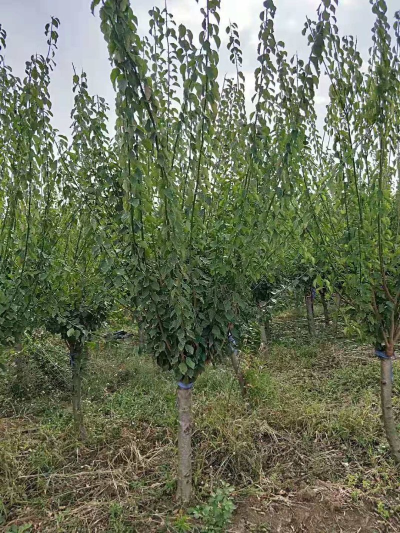 嫁接梅花价格红梅价格骨里红梅价格苗圃供货无中介商