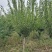 嫁接梅花价格红梅价格骨里红梅价格苗圃供货无中介商