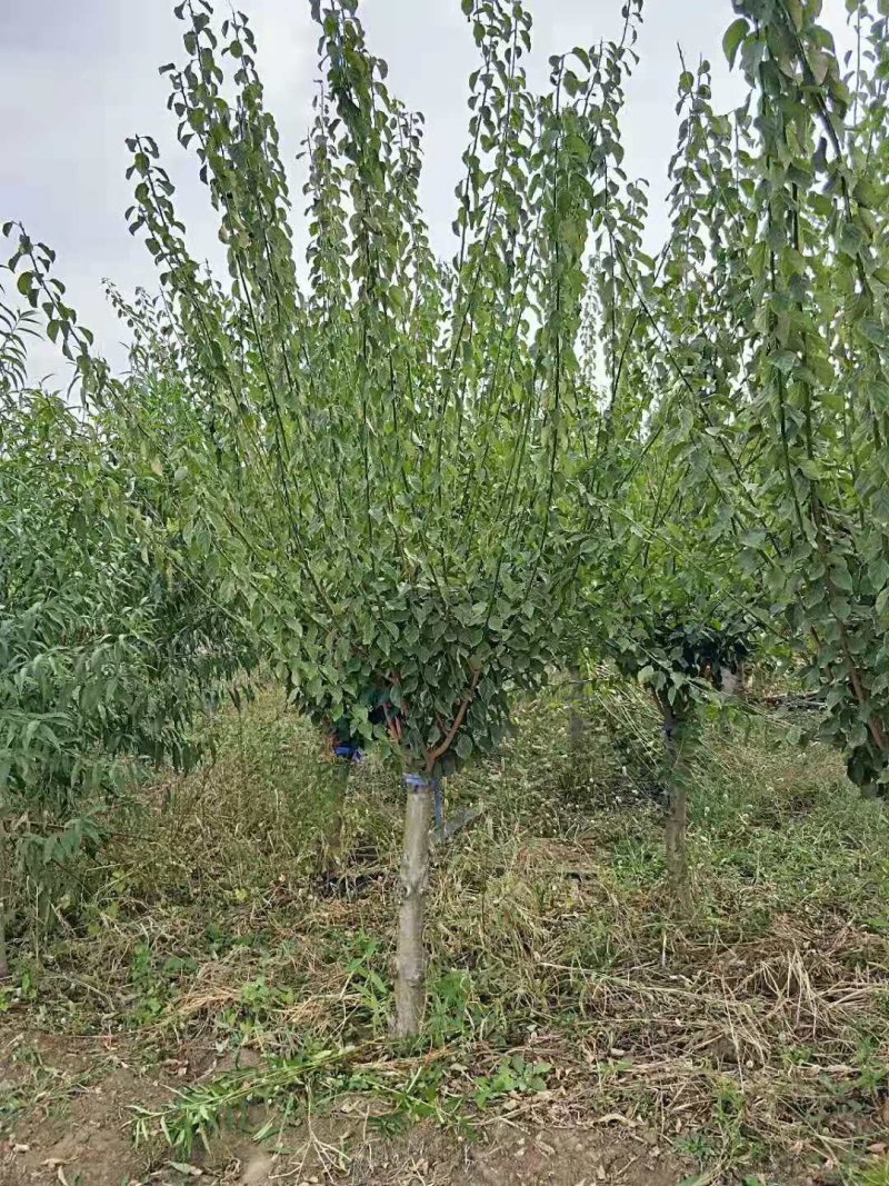 嫁接梅花价格红梅价格骨里红梅价格苗圃供货无中介商