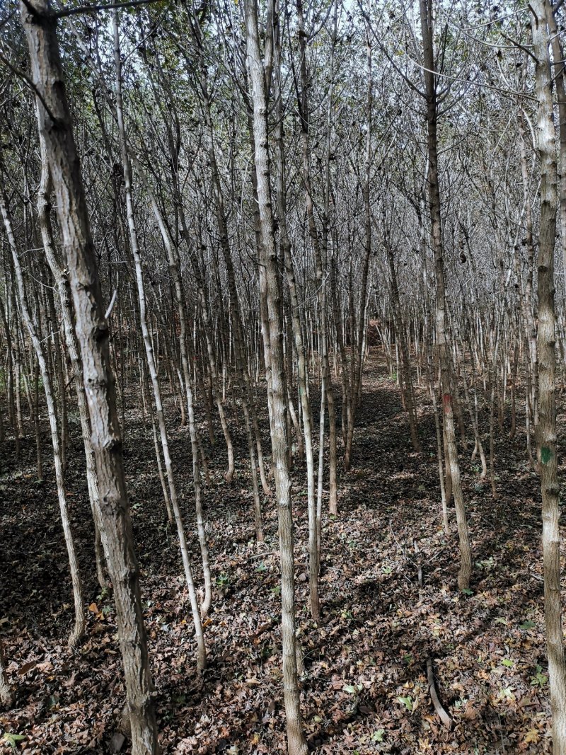 【元宝枫】钢管直米径2—4公分自家基地清地处理
