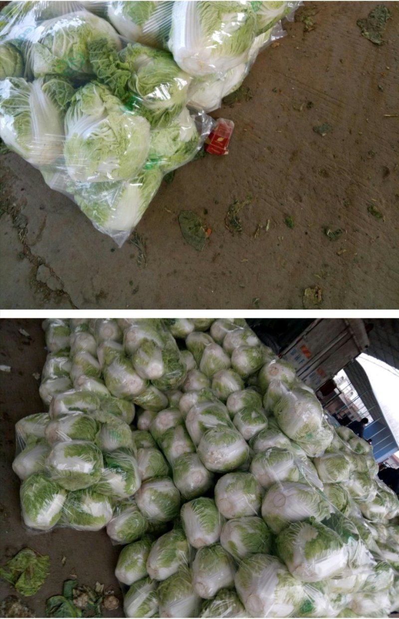 大白菜868净菜量大