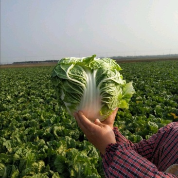 大白菜868净菜量大