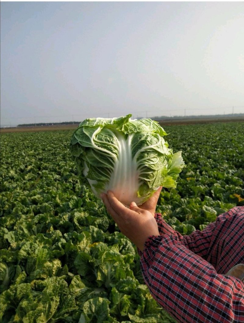 大白菜868净菜量大