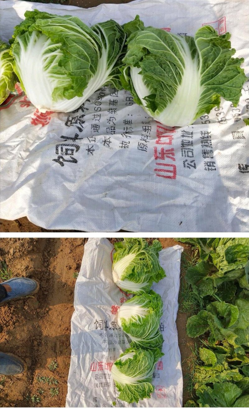 大白菜868净菜量大