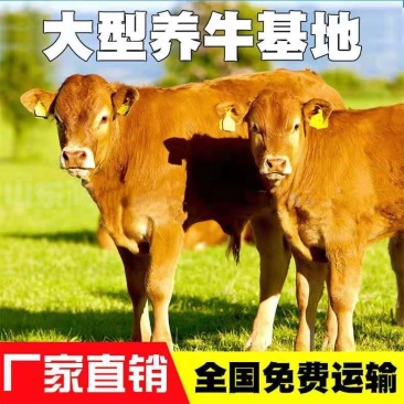 湘西黄牛十头包送货到付款享受补贴政策十头送一头