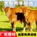 湘西黄牛十头包送货到付款享受补贴政策十头送一头