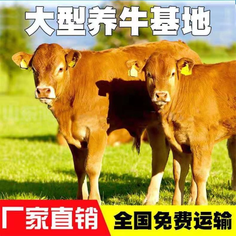 湘西黄牛十头包送货到付款享受补贴政策十头送一头