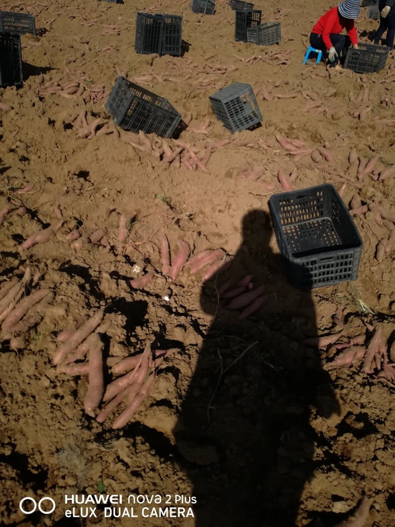 陕西.耀州金柿子纯天然红薯