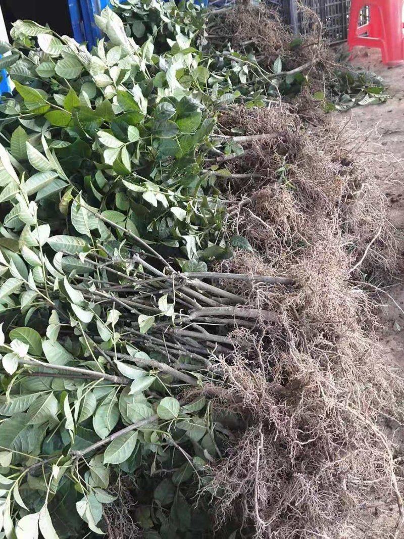 吴茱萸苗，茶辣苗，江西中花吴茱萸苗假一赔万，提供技术