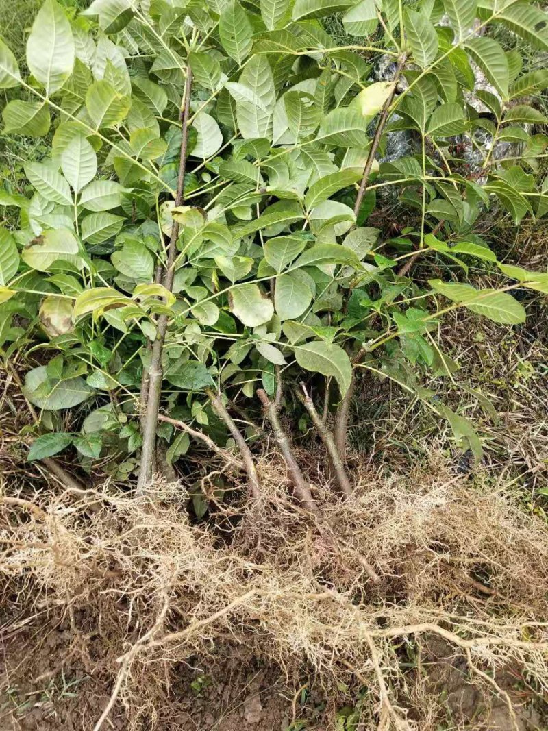 吴茱萸苗，茶辣苗，江西中花吴茱萸苗假一赔万，提供技术