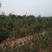甜红子山楂树品种纯正长势跟踪签订回收合同