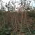 甜红子山楂树品种纯正长势跟踪签订回收合同
