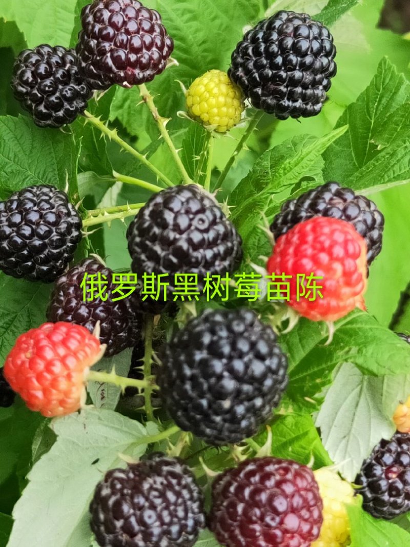 黑树莓苗，主要特点是当年栽苗当年挂果成活率高批发黑树莓苗