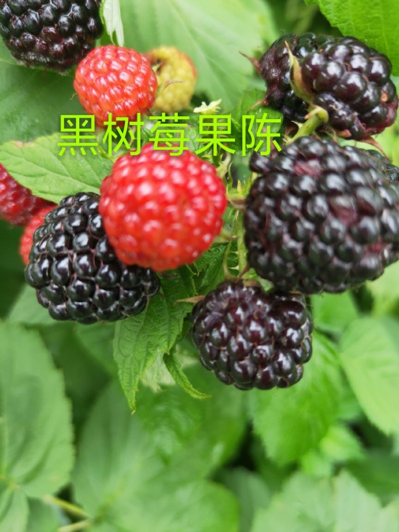 黑树莓苗，主要特点是当年栽苗当年挂果成活率高批发黑树莓苗