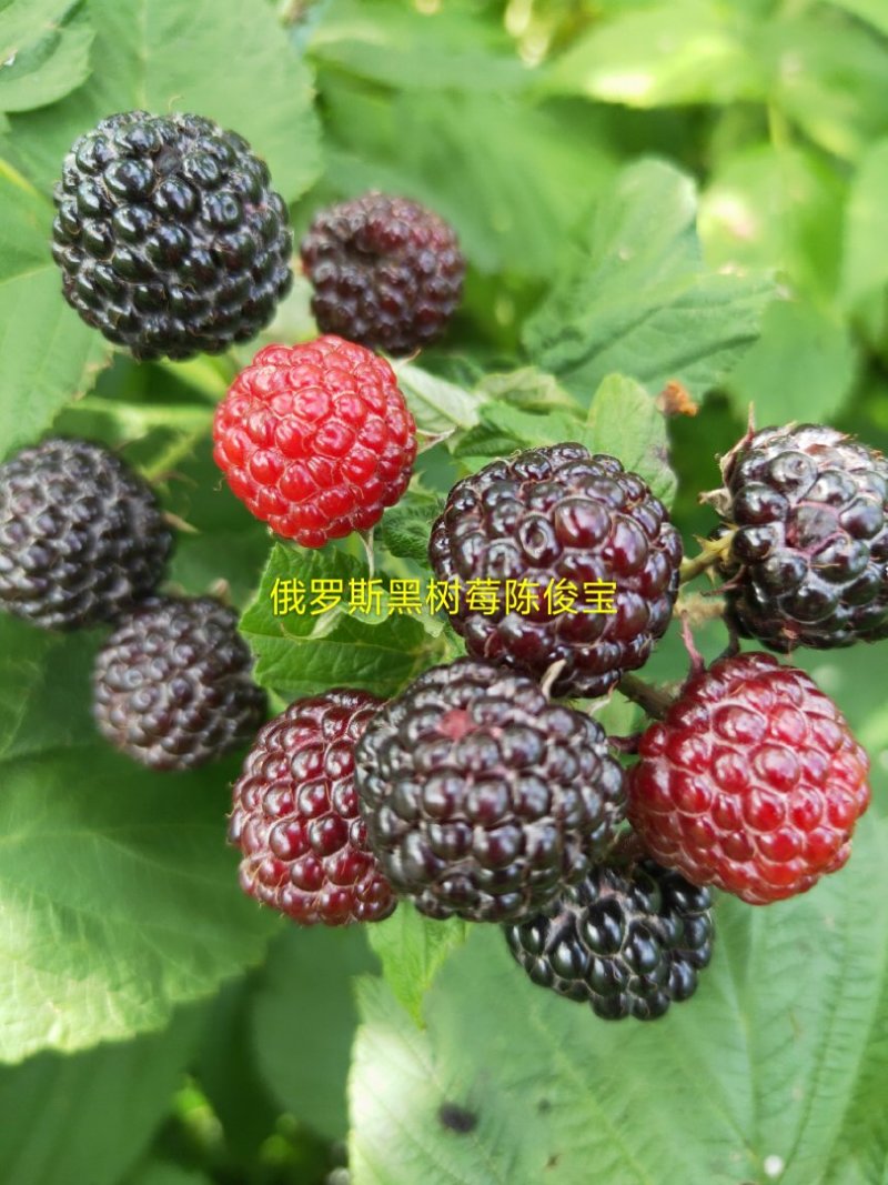 黑树莓苗，主要特点是当年栽苗当年挂果成活率高批发黑树莓苗
