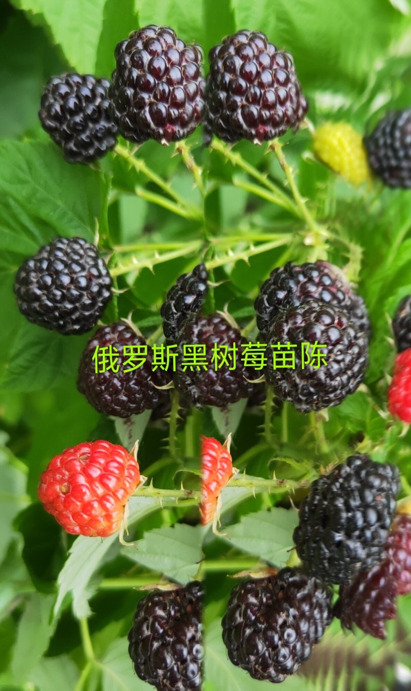 黑树莓苗，主要特点是当年栽苗当年挂果成活率高批发黑树莓苗