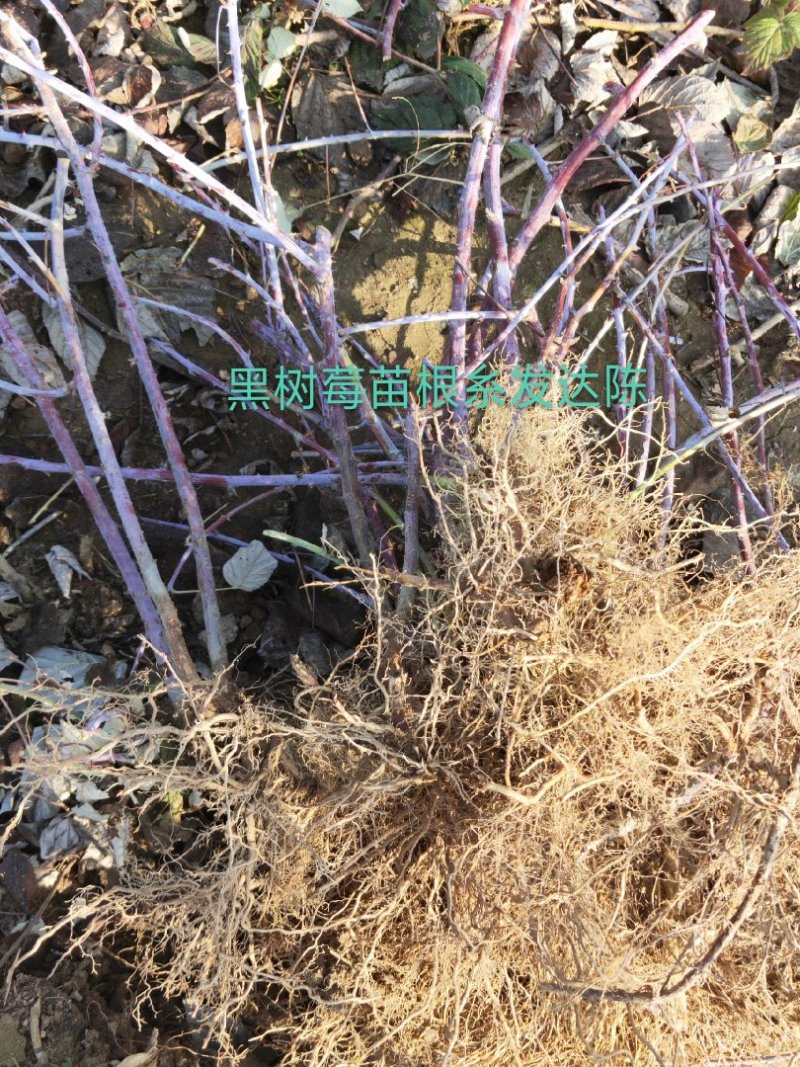 黑树莓苗，主要特点是当年栽苗当年挂果成活率高批发黑树莓苗