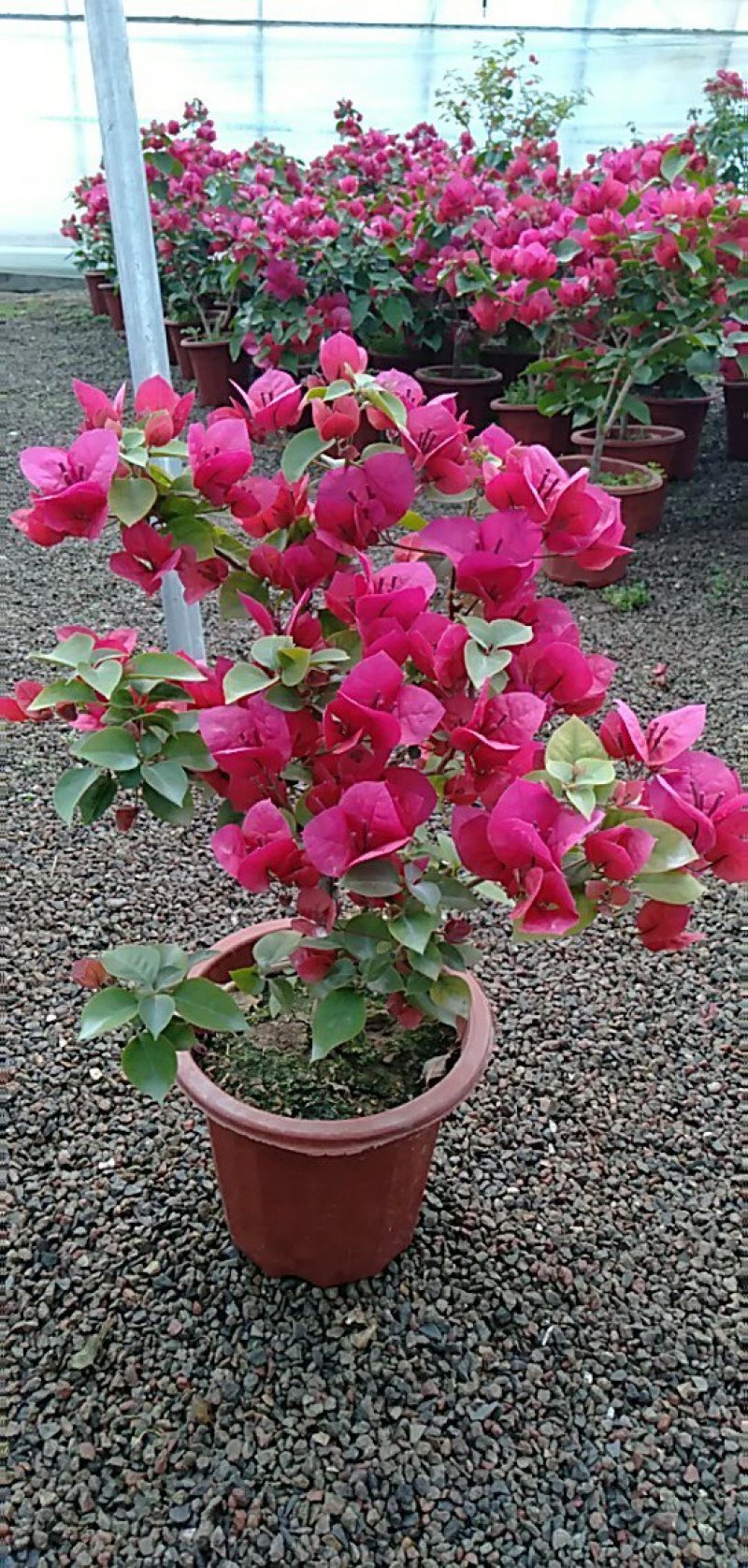三角梅（常年供应各种规格）基地直销，量大优惠