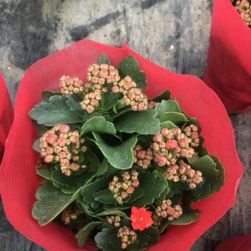长寿花（130盆，罗马盆，180盆）混色发货，花色齐全