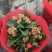 长寿花（130盆，罗马盆，180盆）混色发货，花色齐全
