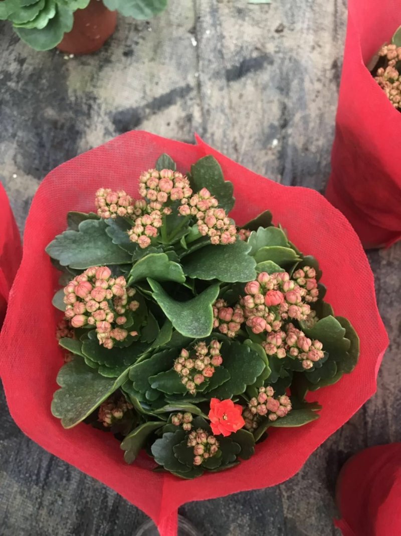 长寿花（130盆，罗马盆，180盆）混色发货，花色齐全