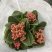 长寿花（130盆，罗马盆，180盆）混色发货，花色齐全