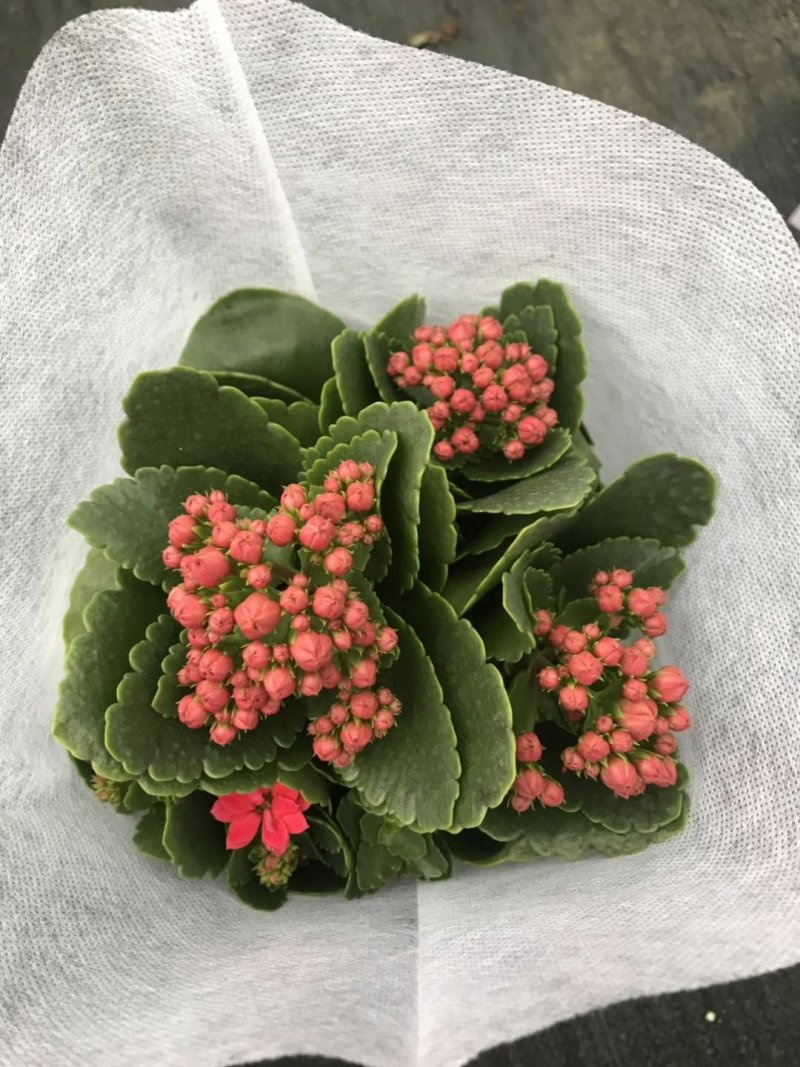 长寿花（130盆，罗马盆，180盆）混色发货，花色齐全